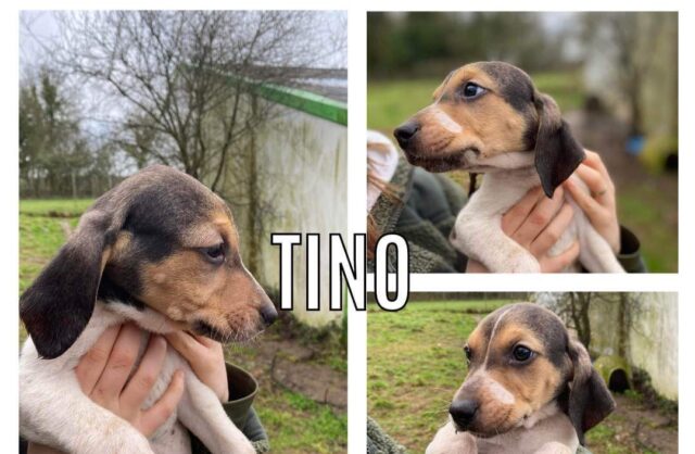 Tino