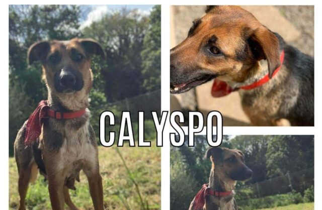 Calypso