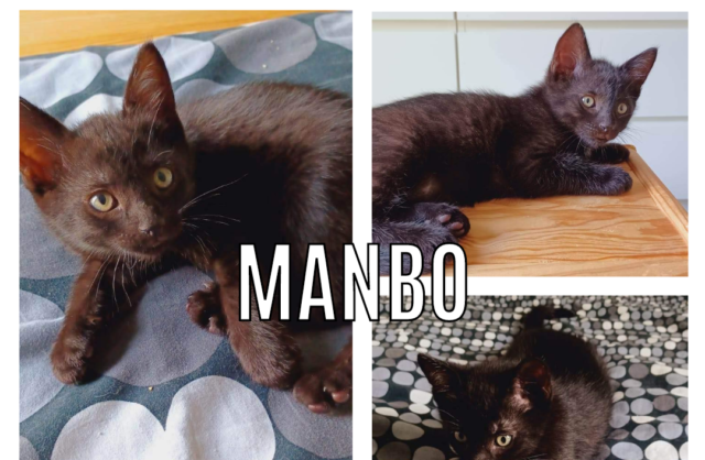 Mambo