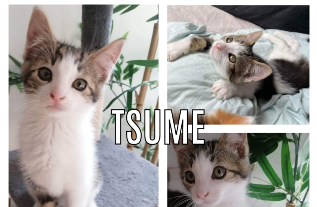 Tsumé