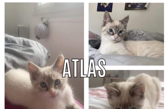Atlas