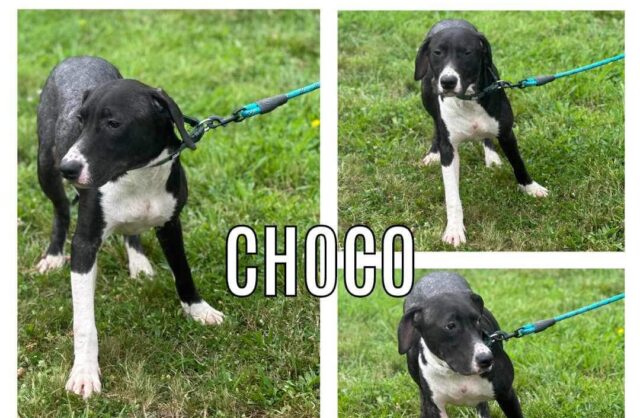 Choco
