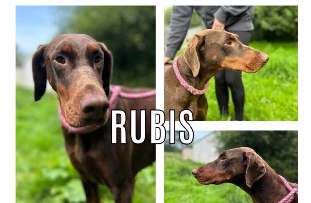 Rubis