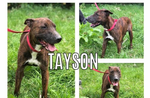 Tayson