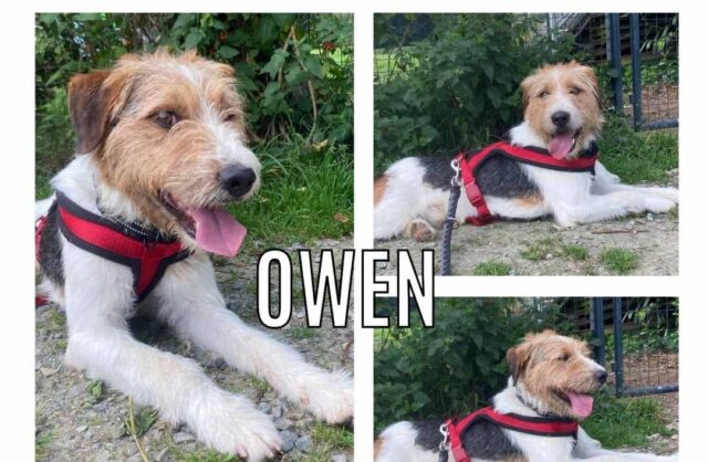 Owen