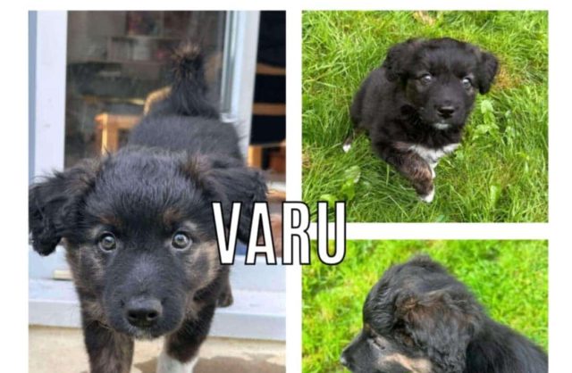 Varu