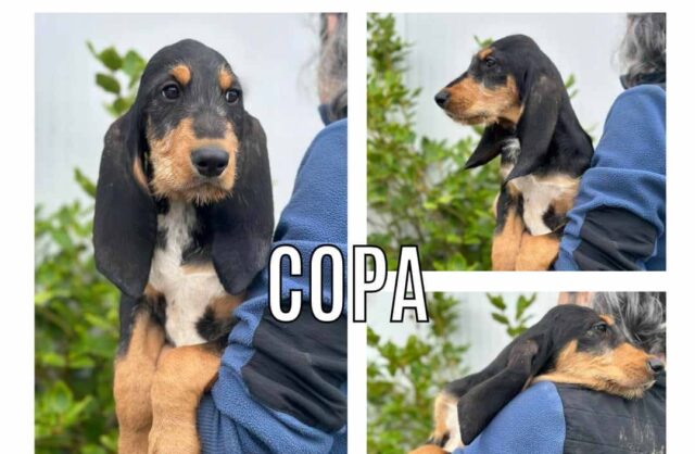 Copa