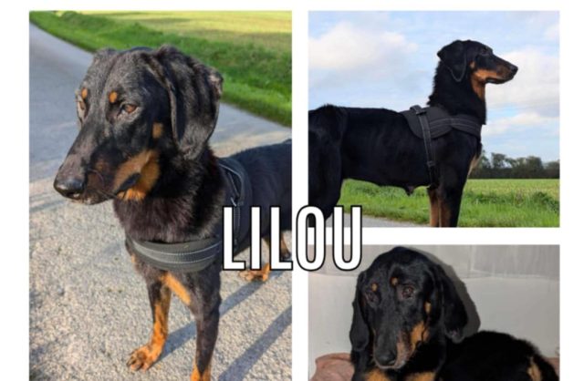 Lilou