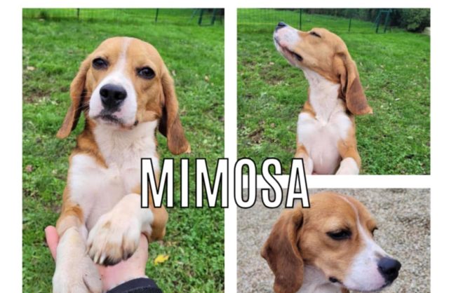 Mimosa