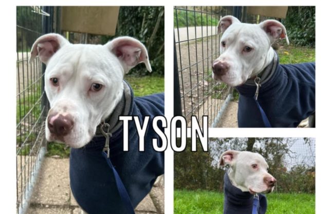 Tyson