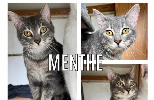 Menthe