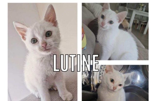 Lutine