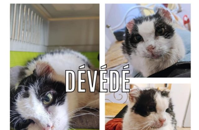 Dévédé