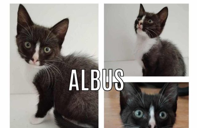 Albus