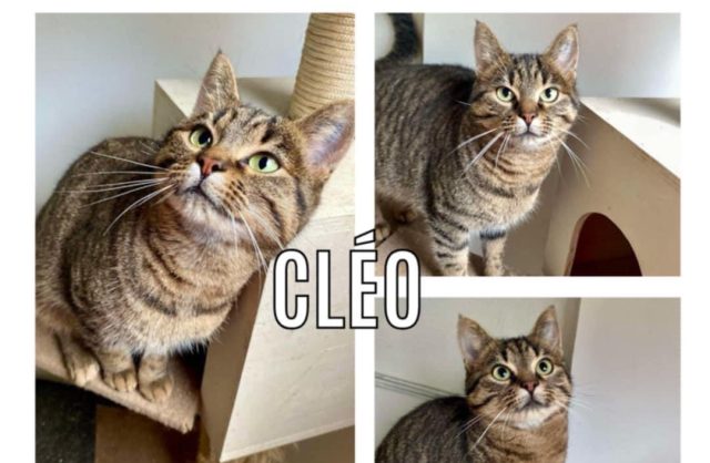 Cléo