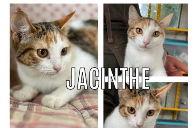 Jacinthe