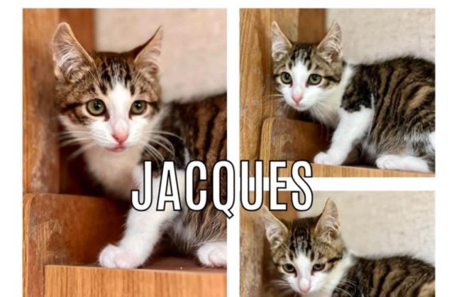 Jacques