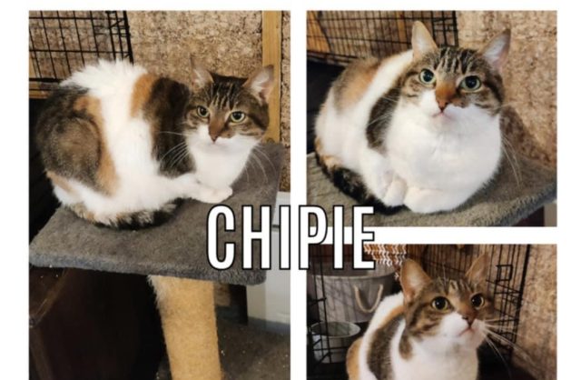 Chipie