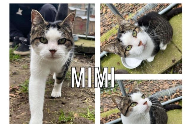 Mimi