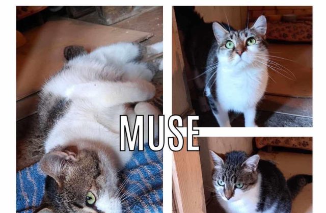 Muse