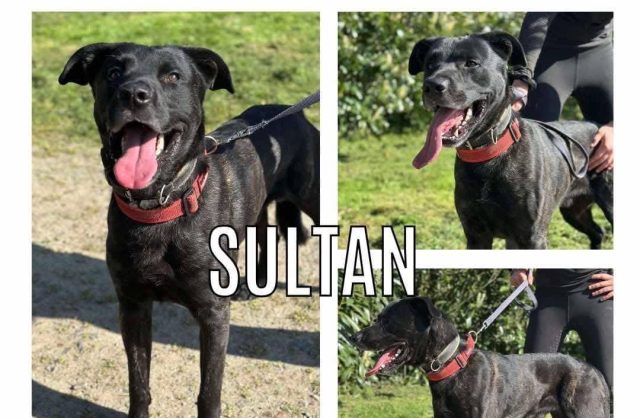 Sultan
