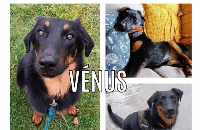 Vénus