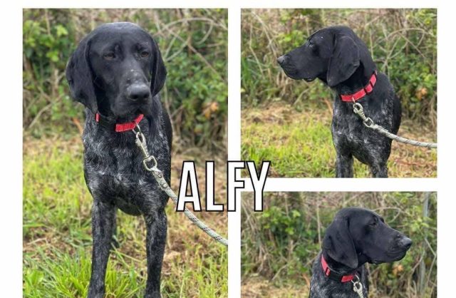Alfy