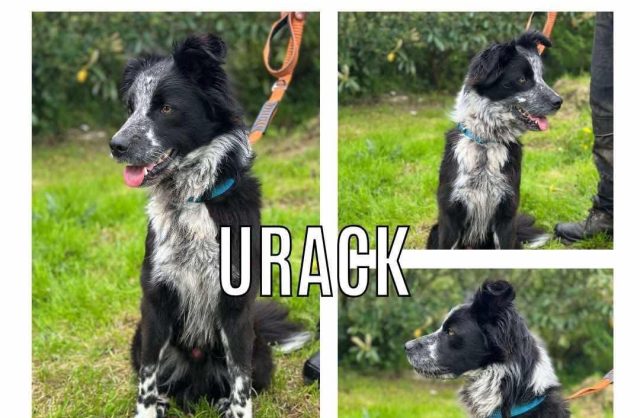 Urack