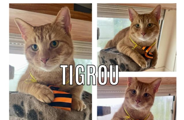 Tigrou