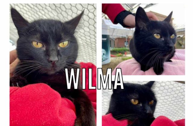 Wilma
