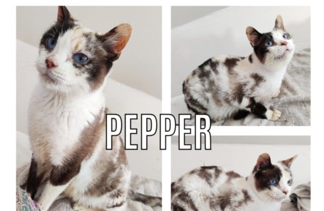 Pepper