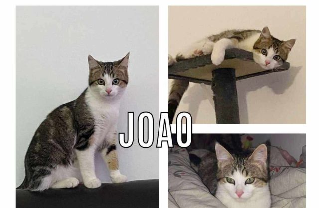 Joao