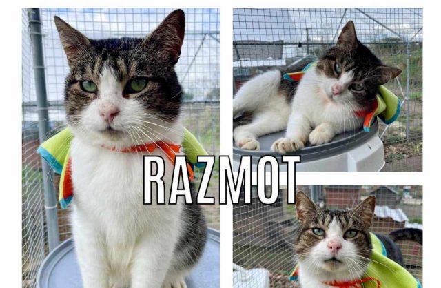 Razmot