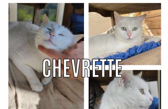 Chevrette