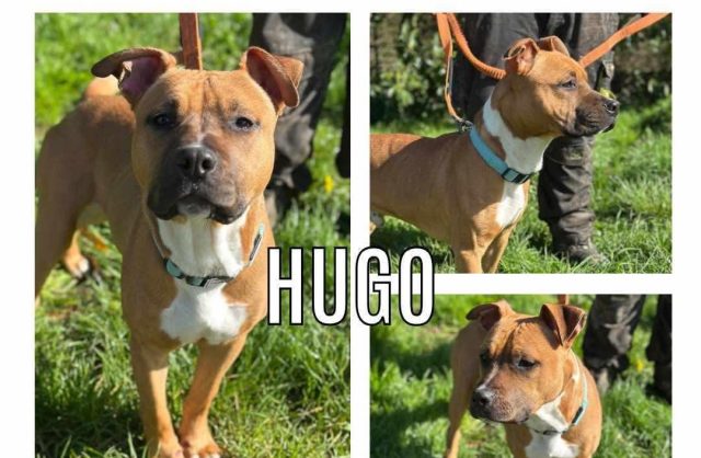 Hugo
