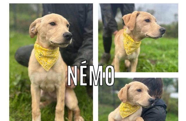 Nemo
