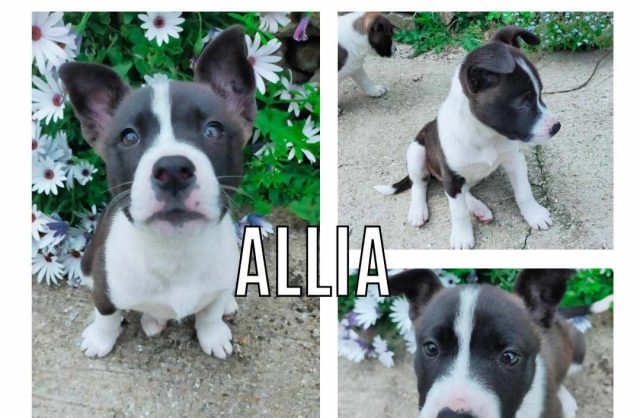 Allia