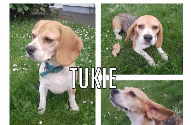 Tukie