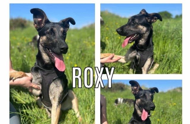 Roxy