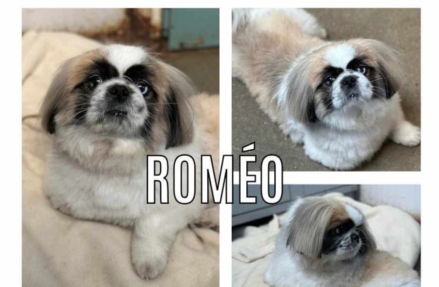 Roméo
