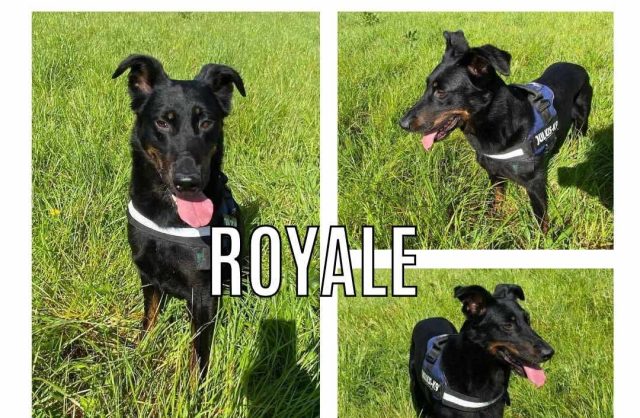 Royale