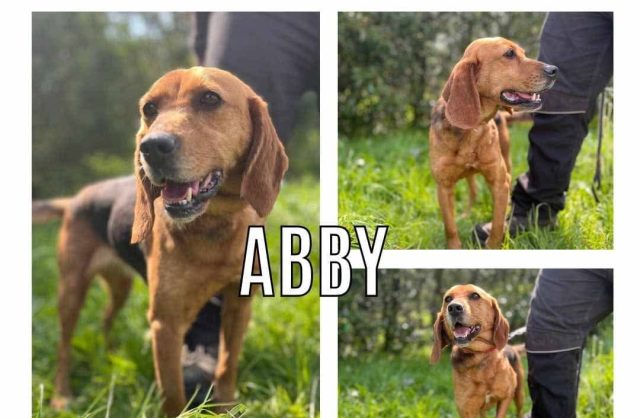 Abby