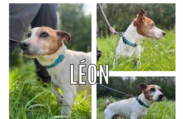 Léon