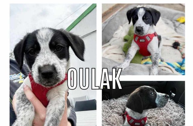 Oulak