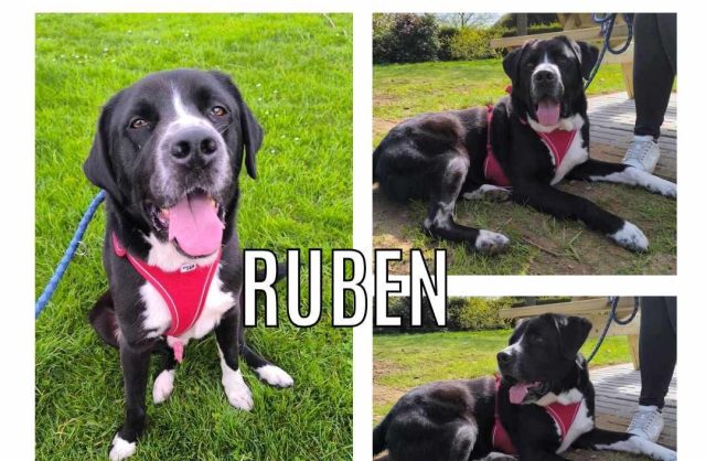 Ruben