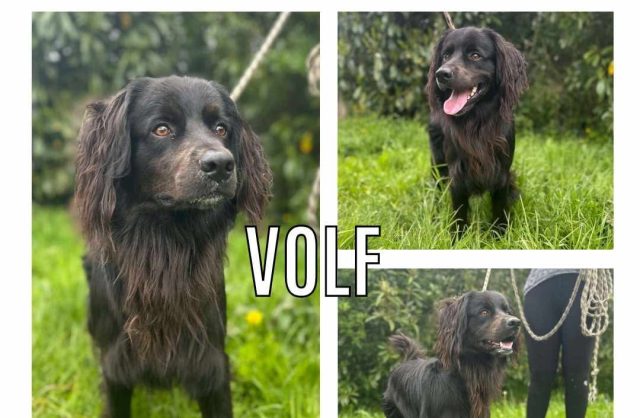 Volf