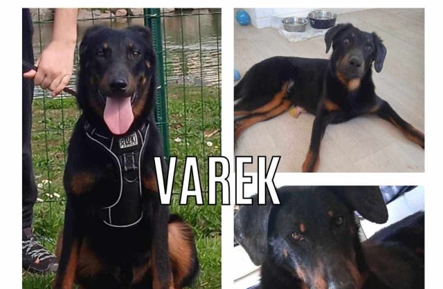 Varek