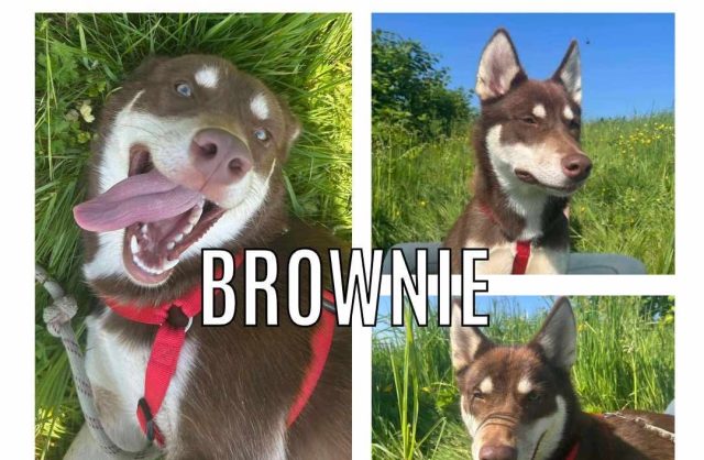 Brownie