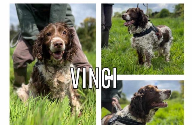 Vinci