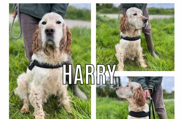 Harry
